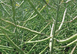 Kanolada hasat başladı