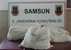 Zehir tarlasına jandarma baskını!