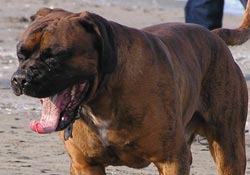 Pitbull gezdiren 3 bin YTL ceza