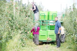 SAMMEY'DE hasat dönemi