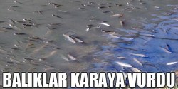 BALIKLAR KARAYA VURDU