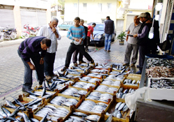 Tezgahlar palamutla şenlendi