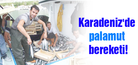 Karadeniz'de palamut bereketi!