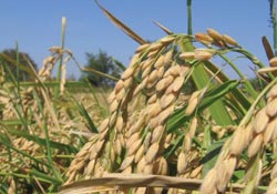 Çeltik kurutmada katı yakıt devri