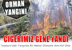 Taşköprü'de Bir Hektarlık Orman Kül Oldu