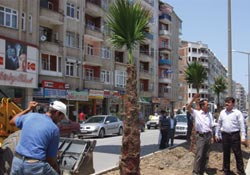 Atatürk Bulvarı palmiyelendi
