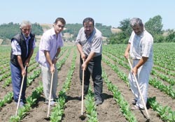 Tütünde çapalama dönemi başladı