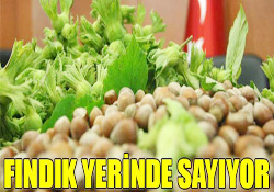 Fındık yerinde sayıyor