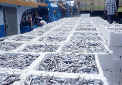 '24 metre' yasağı küçük balıkçıya yaradı