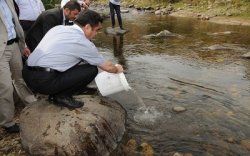 Çambaşı Derelerine 5.000 Adet Kırmızı Benekli Alabalık Bırakıldı