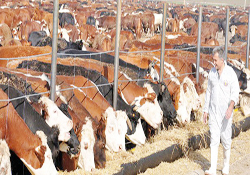 Kurbanlıklar pazara indirimle geldi