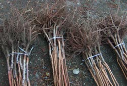 11.5 milyon fidan üretilecek