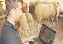 Kurbanlıklar internetten