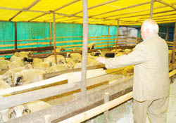 5 yıldızlı kurban pazarı