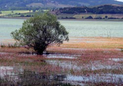 Ladik gölü hayat buldu