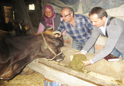 Soya silajı umut verdi