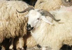 Promosyonlu kurbanlık!