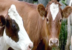 Kurbanlık fiyatları nasıl olacak?