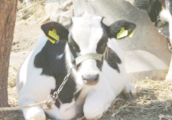 Küpesiz kurbanlık hayvanı almayın !