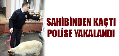 Sahibinden kaçtı, polise yakalandı