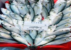 'Denizin padişahı'