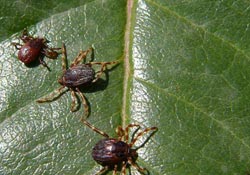 Çarşamba'da kene zirvesi