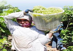 Köyde çalışacak 2.500 kişi aranıyor!