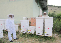 Kaçak bal, üreticiyi mağdur ediyor