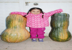 45 kilogramlık bal kabağı şaşırtıyor
