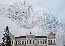 Sığırcık kuşlarının muhteşem gösterisi