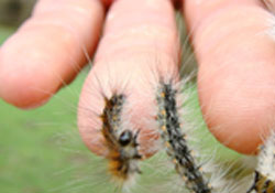 Amerikan Kelebeği uyarısı