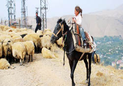 'Çoban Zerda' şimdi okullu oldu