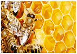 Ucuz bala itibar etmeyin