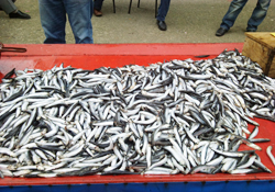 Soğuk hava balığa yansıdı