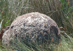 Sahilde mayın paniği