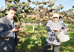 19 Mayıs  kivi üretim merkezi olmaya aday