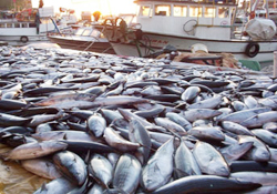 Helal balık ve parfüm geliyor