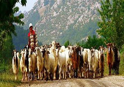 Bin 500 TL'ye çalışacak kalifiye çoban aranıyor