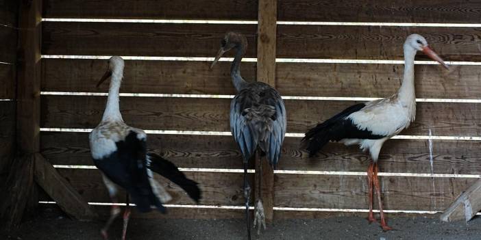 Yaralı ve hasta hayvanlar tedavi ediliyor