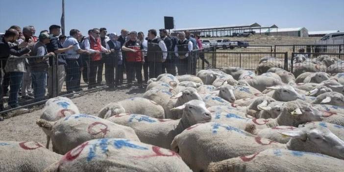 İlk hayvanların teslim töreni yapıldı