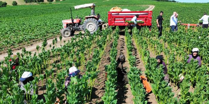 Bafra Ovası'nın yüksek kesimlerinde tütün kırımı başladı