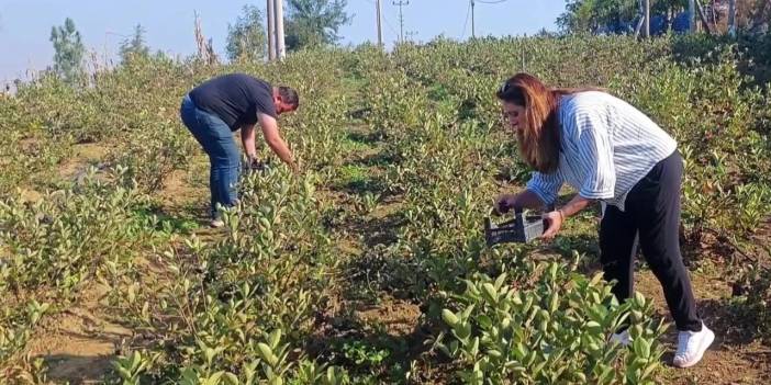 Yakakent'te 25 dönüm alanda aronya üretiliyor