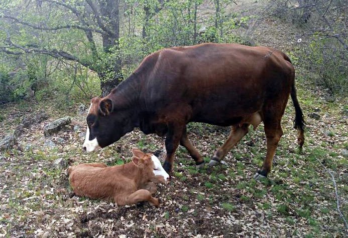 KAYIP İNEĞİNİ BULAN ÇİFTÇİNİN SEVİNCİ İKİYE KATLANDI