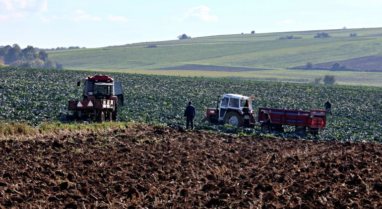 BAFRA'DA 200 BİN TON LAHANA REKOLTESİ BEKLENİYOR