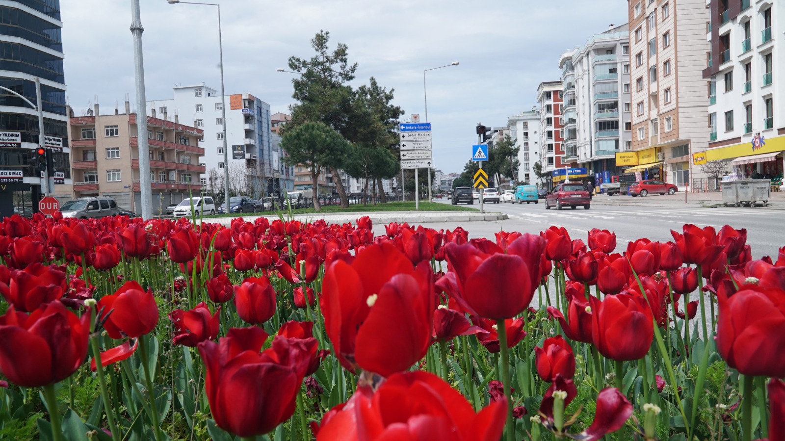 samsun-lalelerle-renklendi-5.jpeg