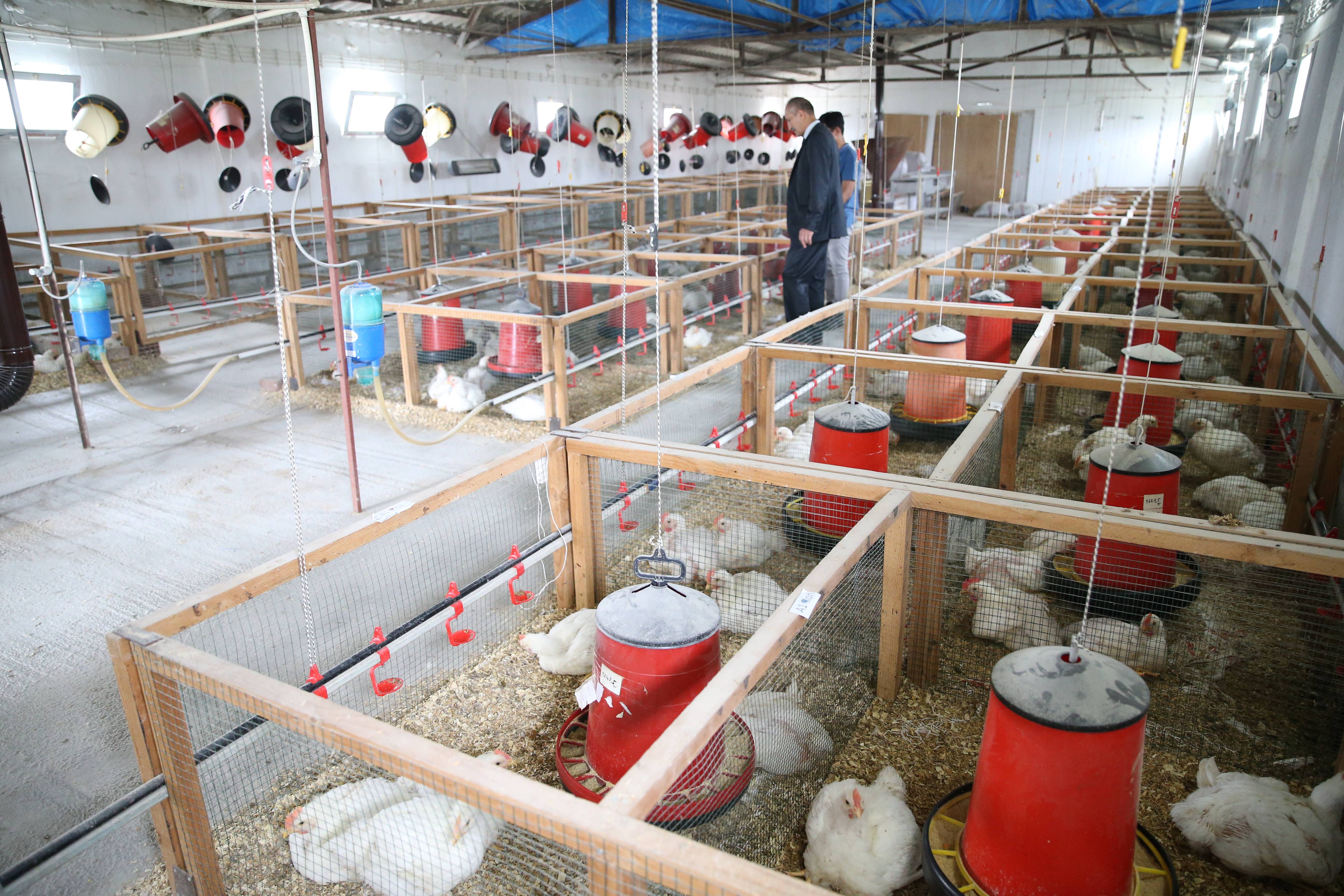 aa-20230614-31423718-31423714-kenevir-kuspesi-yeminin-kumes-hayvanlarinin-verimine-etkisi-arastiriliyor.jpg