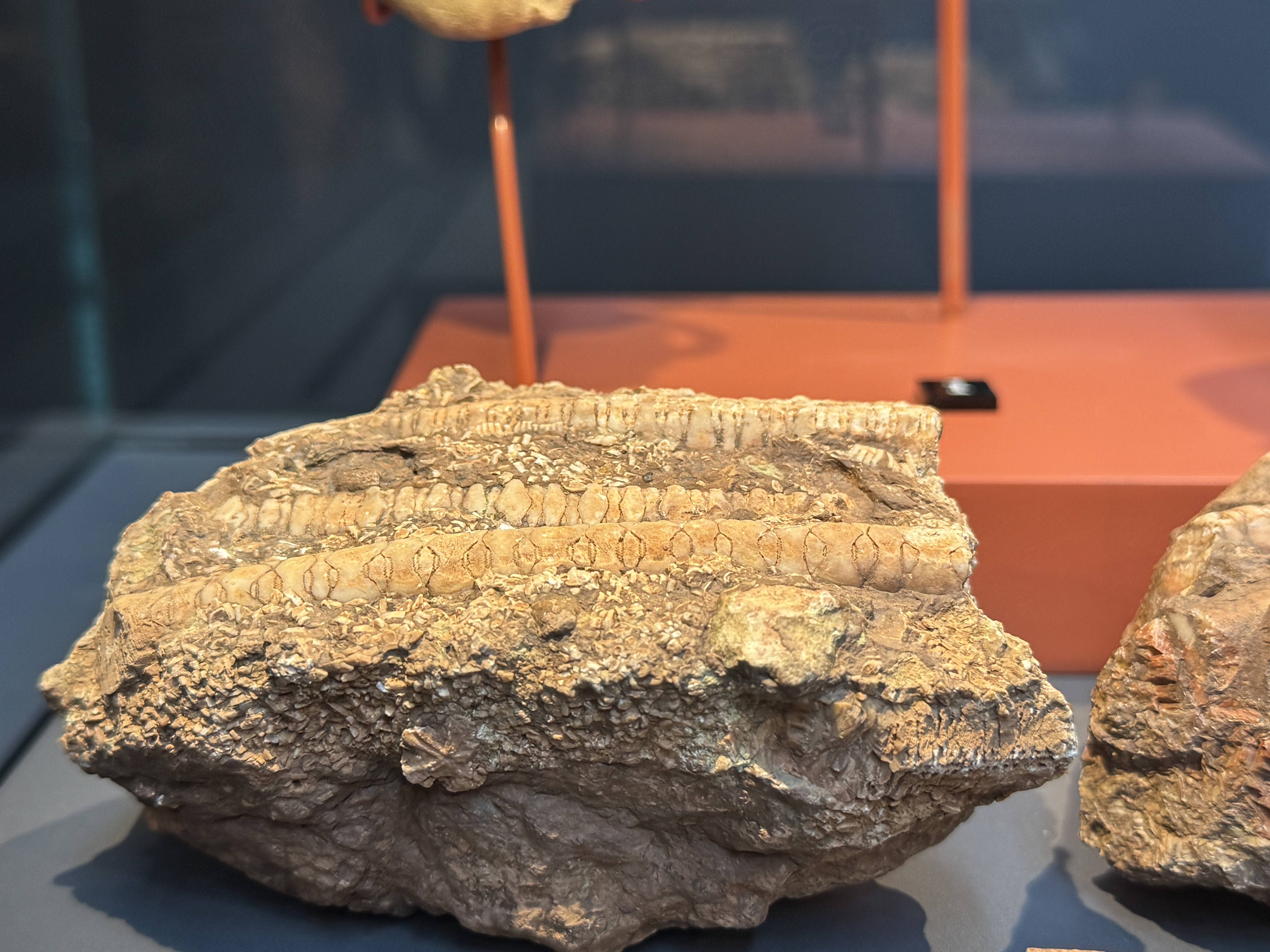 aa-20240406-34200195-34200191-545-milyon-yillik-deniz-lalesi-fosili-samsun-muzesinde-sergileniyor.jpg