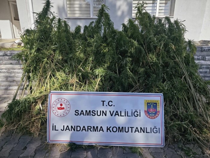 aa-20240927-35751631-35751630-samsunda-jandarma-728-kok-kenevir-ele-gecirdi.jpg