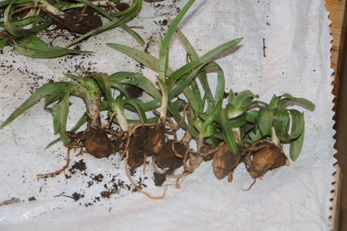 dogadan-salep-bitkisi-toplamanin-cezasi-462169-136507.jpg
