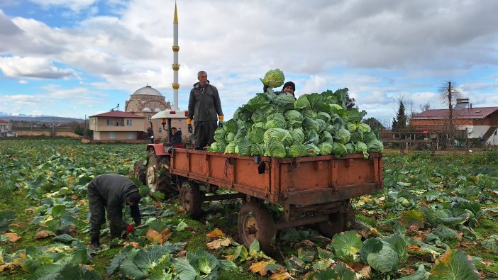 aa-20241215-36489205-36489199-bafra-ovasinda-beyaz-lahanada-135-bin-ton-rekolte-bekleniyor.jpg